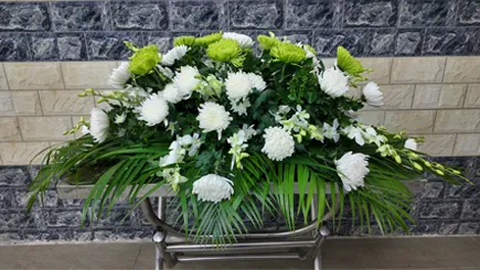 Hoa nắp quan - Xinduola